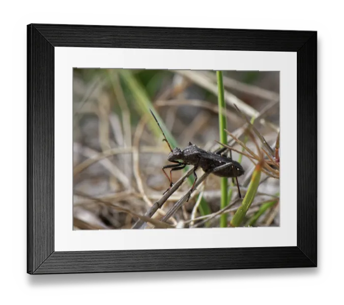 Framed Print : Broad-headed bug (Alydus calcaratus) among Marram grass in coastal dunes, Dorset, England, UK. September Framed Print : Broad-headed bug (Alydus calcaratus) among Marram grass in coastal dunes, Dorset, England, UK. September