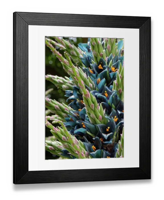 Framed Print : Sapphire tower (Puya alpestris) a Chilean bromeliad flowering in a sheltered British garden, south Cornwall, England, UK. June Framed Print : Sapphire tower (Puya alpestris) a Chilean bromeliad flowering in a sheltered British garden, south Cornwall, England, UK. June