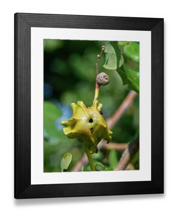 Framed Print : Knopper gall caused by the Knopper gall wasp (Andricus quercuscalicis) on a Pedunculate oak (Quercus robur) acorn, Wiltshire, England, UK. September Framed Print : Knopper gall caused by the Knopper gall wasp (Andricus quercuscalicis) on a Pedunculate oak (Quercus robur) acorn, Wiltshire, England, UK. September