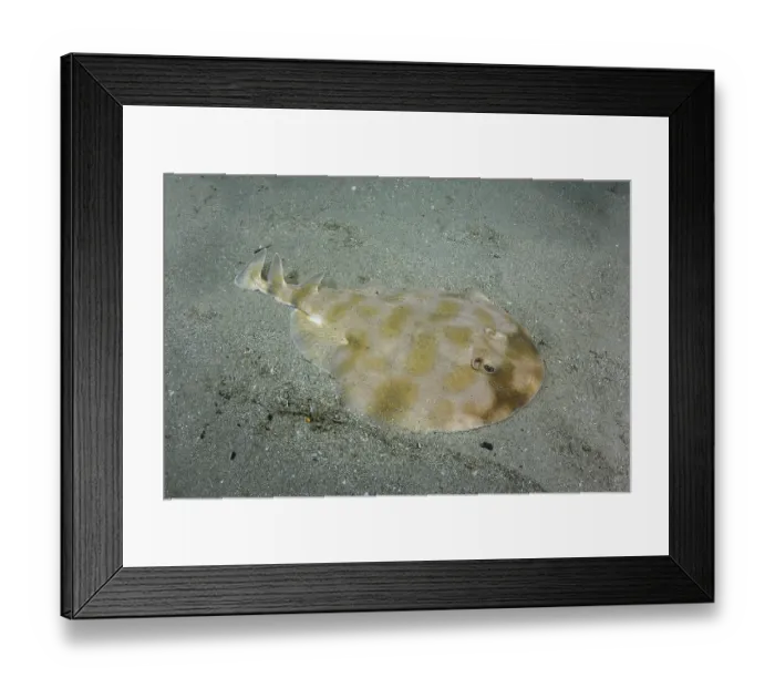 Framed Print : Brazilian electric ray (Narcine brasiliensis) hiding on sandy seabed, Buzios, Brazil, southwest Atlantic Ocean Framed Print : Brazilian electric ray (Narcine brasiliensis) hiding on sandy seabed, Buzios, Brazil, southwest Atlantic Ocean