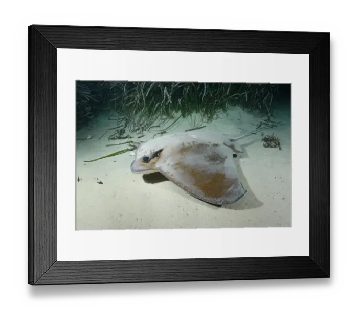Framed Print : Common eagle ray (Myliobatis aquila) foraging on seabed at night, Playa Granadella, Spain, Mediterranean Sea Framed Print : Common eagle ray (Myliobatis aquila) foraging on seabed at night, Playa Granadella, Spain, Mediterranean Sea