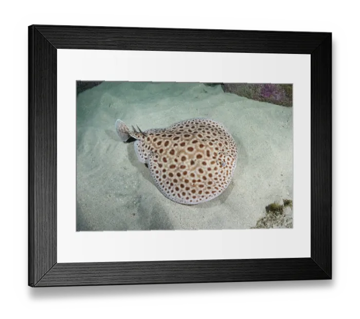 Framed Print : Brownspotted torpedo ray (Torpedo sp.) undescribed species, swimming over sandy seabed, Meoune Reef, Dakar, Senegal, Eastern Atlantic Ocean Framed Print : Brownspotted torpedo ray (Torpedo sp.) undescribed species, swimming over sandy seabed, Meoune Reef, Dakar, Senegal, Eastern Atlantic Ocean