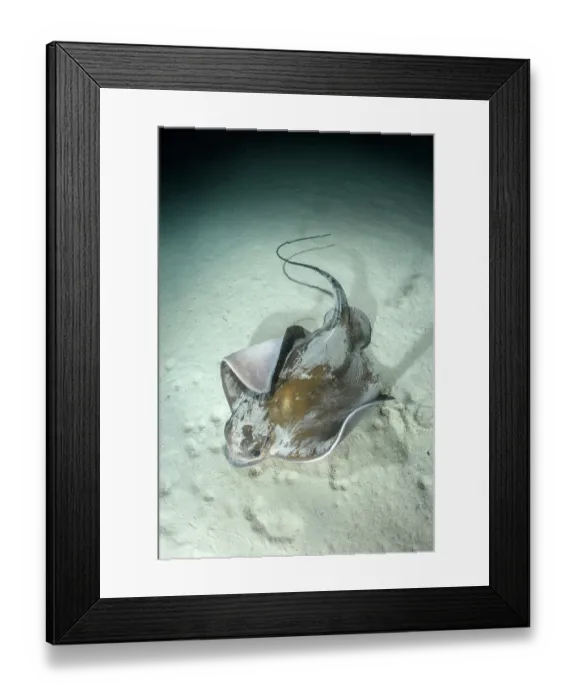 Framed Print : Common eagle ray (Myliobatis aquila) foraging on seabed at night, Playa Granadella, Spain, Mediterranean Sea Framed Print : Common eagle ray (Myliobatis aquila) foraging on seabed at night, Playa Granadella, Spain, Mediterranean Sea