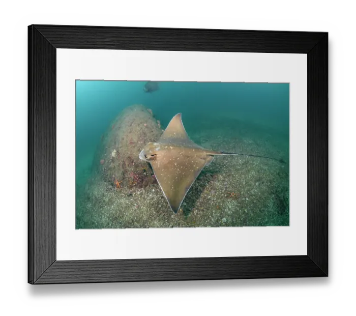 Framed Print : Bullnose eagle ray (Myliobatis freminvillei) swimming over seabed, Ilha de Ancora, Buzios, Brazil, Atlantic Ocean Framed Print : Bullnose eagle ray (Myliobatis freminvillei) swimming over seabed, Ilha de Ancora, Buzios, Brazil, Atlantic Ocean
