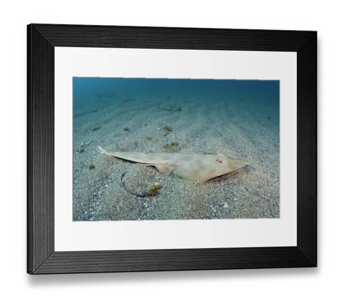 Framed Print : Common guitarfish (Rhinobatos rhinobatos) resting on sandy seabed, Cabo de Palos, Spain, Mediterranean Sea Framed Print : Common guitarfish (Rhinobatos rhinobatos) resting on sandy seabed, Cabo de Palos, Spain, Mediterranean Sea