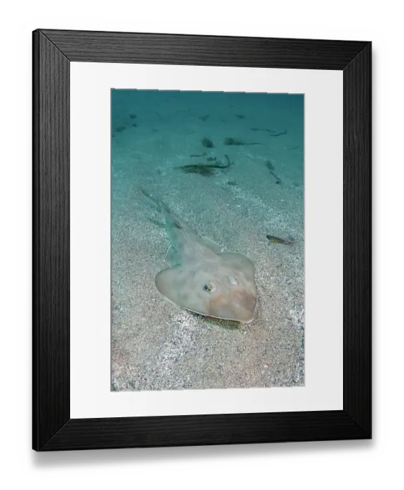 Framed Print : Common guitarfish (Rhinobatos rhinobatos) resting on sandy seabed, Cabo de Palos, Spain, Mediterranean Sea Framed Print : Common guitarfish (Rhinobatos rhinobatos) resting on sandy seabed, Cabo de Palos, Spain, Mediterranean Sea