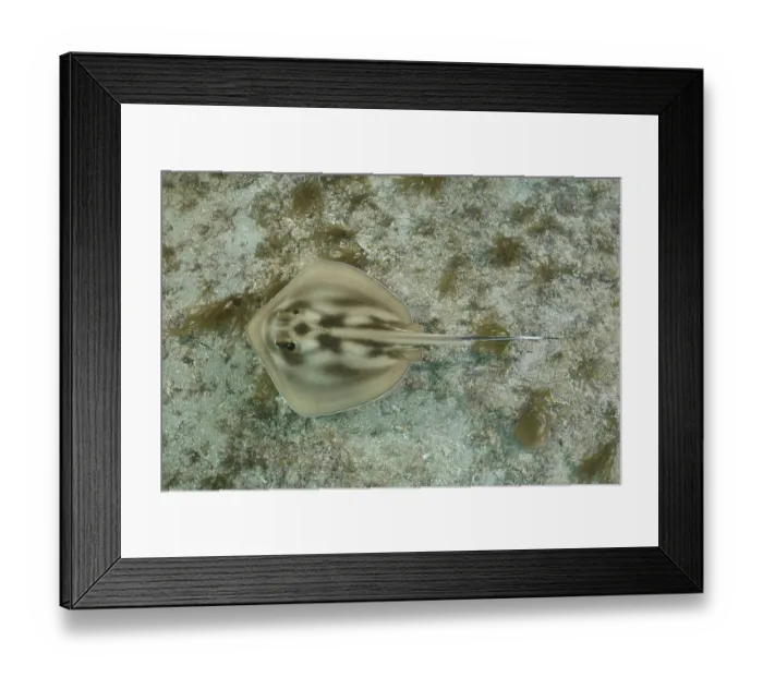 Framed Print : Brazilian large-eyed stingray (Hypanus marianae) swimming over seabed, Natal, Brazil, western Atlantic Ocean. Endangered Framed Print : Brazilian large-eyed stingray (Hypanus marianae) swimming over seabed, Natal, Brazil, western Atlantic Ocean. Endangered