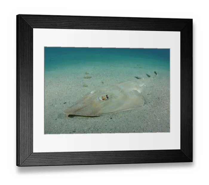 Framed Print : Common guitarfish (Rhinobatos rhinobatos) resting on sandy seabed, Cabo de Palos, Spain, Mediterranean Sea Framed Print : Common guitarfish (Rhinobatos rhinobatos) resting on sandy seabed, Cabo de Palos, Spain, Mediterranean Sea