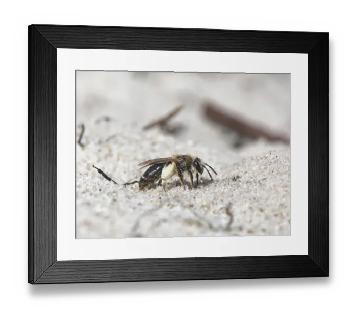 Framed Print : Small sandpit mining bee (Andrena argentata) female returning to its burrow in a loose sandy area of heathland with well loaded pollen brushes on its hind legs, Dorset, England Framed Print : Small sandpit mining bee (Andrena argentata) female returning to its burrow in a loose sandy area of heathland with well loaded pollen brushes on its hind legs, Dorset, England