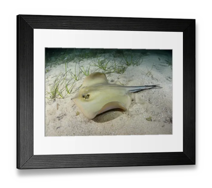 Framed Print : Common stingray (Dasyatis pastinaca) swimming over sandy seabed, Playa Granadella, Spain, Mediterranean Sea Framed Print : Common stingray (Dasyatis pastinaca) swimming over sandy seabed, Playa Granadella, Spain, Mediterranean Sea