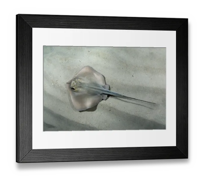 Framed Print : Common stingray (Dasyatis pastinaca) swimming over sandy seabed, Playa Granadella, Spain, Mediterranean Sea Framed Print : Common stingray (Dasyatis pastinaca) swimming over sandy seabed, Playa Granadella, Spain, Mediterranean Sea