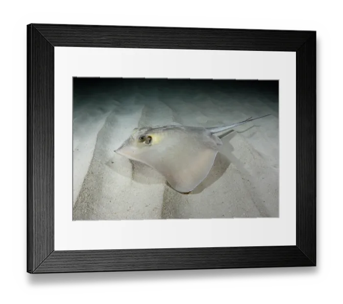 Framed Print : Common stingray (Dasyatis pastinaca) swimming over sandy seabed, Playa Granadella, Spain, Mediterranean Sea Framed Print : Common stingray (Dasyatis pastinaca) swimming over sandy seabed, Playa Granadella, Spain, Mediterranean Sea