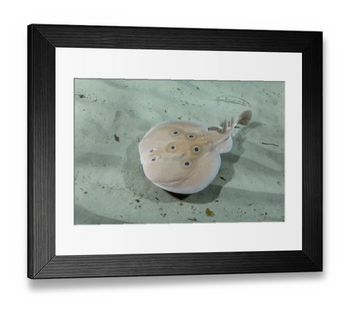 Framed Print : Common torpedo ray (Torpedo torpedo) swimming over sandy seabed, Playa Granadella, Spain, Mediterranean Sea Framed Print : Common torpedo ray (Torpedo torpedo) swimming over sandy seabed, Playa Granadella, Spain, Mediterranean Sea