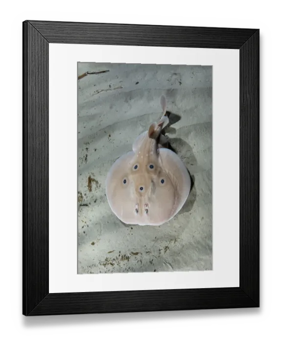 Framed Print : Common torpedo ray (Torpedo torpedo) swimming over sandy seabed, Playa Granadella, Spain, Mediterranean Sea Framed Print : Common torpedo ray (Torpedo torpedo) swimming over sandy seabed, Playa Granadella, Spain, Mediterranean Sea