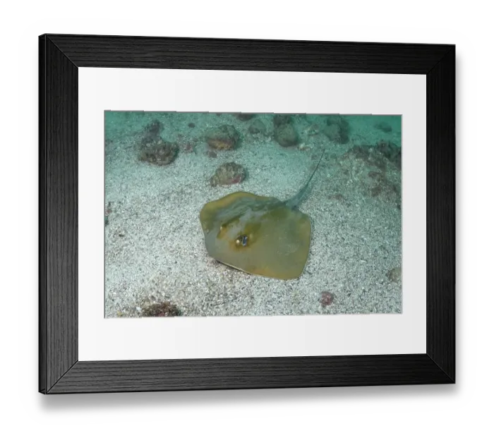 Framed Print : Groovebelly stingray (Dasyatis hypostigma) resting on seabed, Buzios, Brazil, southwest Atlantic Ocean. Endangered Framed Print : Groovebelly stingray (Dasyatis hypostigma) resting on seabed, Buzios, Brazil, southwest Atlantic Ocean. Endangered
