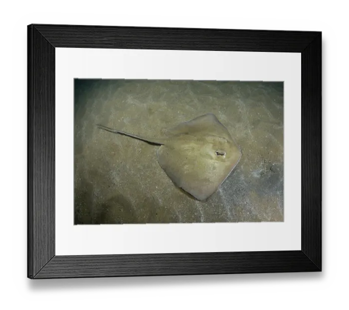Framed Print : Groovebelly stingray (Dasyatis hypostigma) resting on seabed, Buzios, Brazil, southwest Atlantic Ocean. Endangered Framed Print : Groovebelly stingray (Dasyatis hypostigma) resting on seabed, Buzios, Brazil, southwest Atlantic Ocean. Endangered