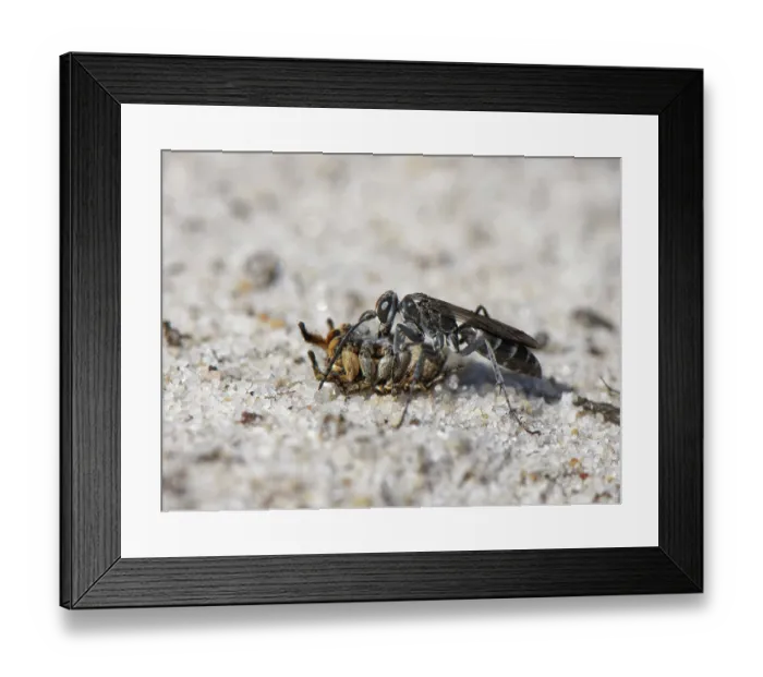 Framed Print : Leaden spider wasp (Pompilus cinereus) female, dragging male Jumping spider (Aelurillus v-insignitus) prey across sandy heathland, Dorset, England, UK. August Framed Print : Leaden spider wasp (Pompilus cinereus) female, dragging male Jumping spider (Aelurillus v-insignitus) prey across sandy heathland, Dorset, England, UK. August