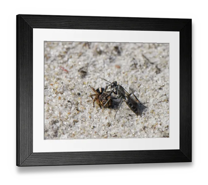 Framed Print : Leaden spider wasp (Pompilus cinereus) female, dragging male Jumping spider (Aelurillus v-insignitus) prey across sandy heathland, Dorset, England, UK. August Framed Print : Leaden spider wasp (Pompilus cinereus) female, dragging male Jumping spider (Aelurillus v-insignitus) prey across sandy heathland, Dorset, England, UK. August
