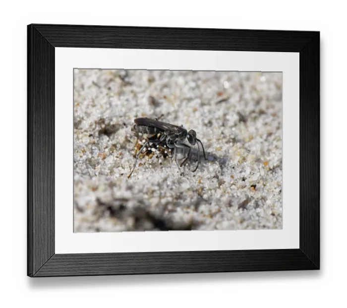 Framed Print : Leaden spider wasp (Pompilus cinereus) female, raking sand with its legs to bury Jumping spider (Aelurillus v-insignitus) prey, Dorset, England, UK. August Framed Print : Leaden spider wasp (Pompilus cinereus) female, raking sand with its legs to bury Jumping spider (Aelurillus v-insignitus) prey, Dorset, England, UK. August