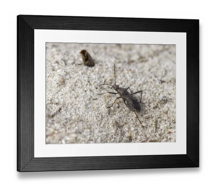 Framed Print : Broad-headed bug (Alydus calcaratus) portrait, Dorset, England, UK. September