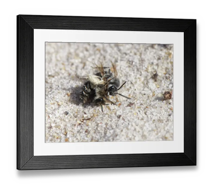 Framed Print : Two Small sandpit mining bees (Andrena argentata) Framed Print : Two Small sandpit mining bees (Andrena argentata)