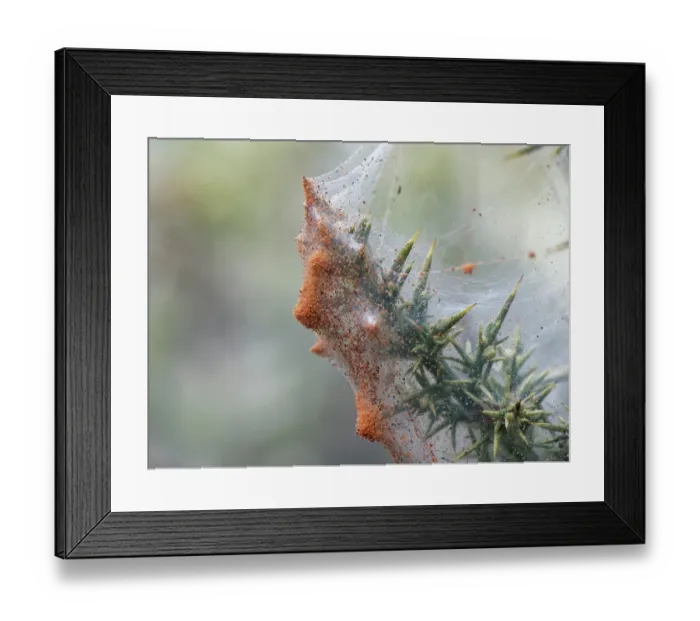 Framed Print : Gorse spider mites (Tetranychus lintearius) dense group massing on their silk tent on Gorse (Ulex europaeus) bush, gathering to disperse on a warm day, Dorset, England, UK Framed Print : Gorse spider mites (Tetranychus lintearius) dense group massing on their silk tent on Gorse (Ulex europaeus) bush, gathering to disperse on a warm day, Dorset, England, UK