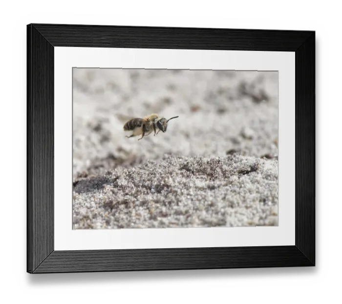Framed Print : Small sandpit mining bee (Andrena argentata) female flying to its burrow in a loose sandy area of heathland with well loaded pollen brushes on its hind legs, Dorset, England, UK Framed Print : Small sandpit mining bee (Andrena argentata) female flying to its burrow in a loose sandy area of heathland with well loaded pollen brushes on its hind legs, Dorset, England, UK