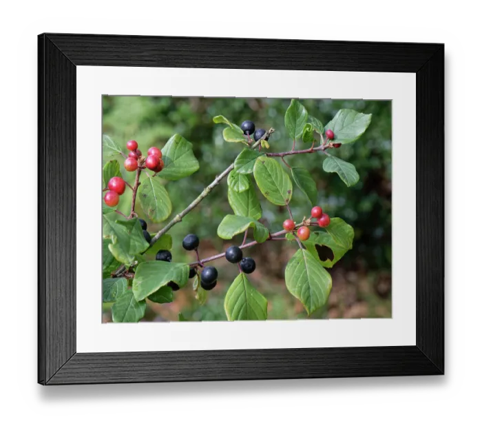 Framed Print : Alder buckthorn (Frangula alnus) ripening and ripe berry clusters on a small tree on damp heathland, Devon, England, UK. September Framed Print : Alder buckthorn (Frangula alnus) ripening and ripe berry clusters on a small tree on damp heathland, Devon, England, UK. September