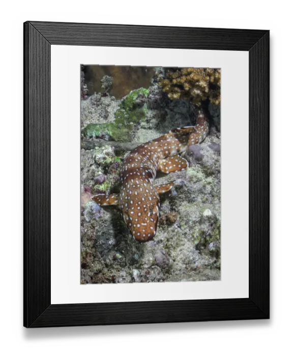 Framed Print : Hooded carpetshark (Hemiscyllium strahani) resting on reef, Madang, Papua New Guinea, Bismarck Sea Framed Print : Hooded carpetshark (Hemiscyllium strahani) resting on reef, Madang, Papua New Guinea, Bismarck Sea