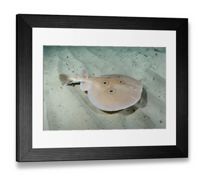 Framed Print : Common torpedo ray (Torpedo torpedo) swimming over sandy seabed, Playa Granadella, Spain, Mediterranean Sea Framed Print : Common torpedo ray (Torpedo torpedo) swimming over sandy seabed, Playa Granadella, Spain, Mediterranean Sea