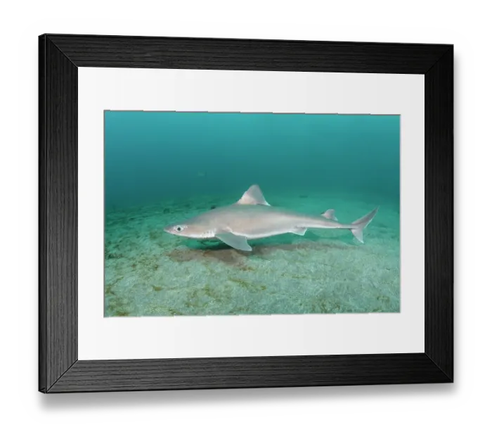 Framed Print : Japanese spurdog (Squalus japonicus) swimming over seabed, Chiba prefecture, Honshu, Japan, Pacific Ocean. Endangered Framed Print : Japanese spurdog (Squalus japonicus) swimming over seabed, Chiba prefecture, Honshu, Japan, Pacific Ocean. Endangered
