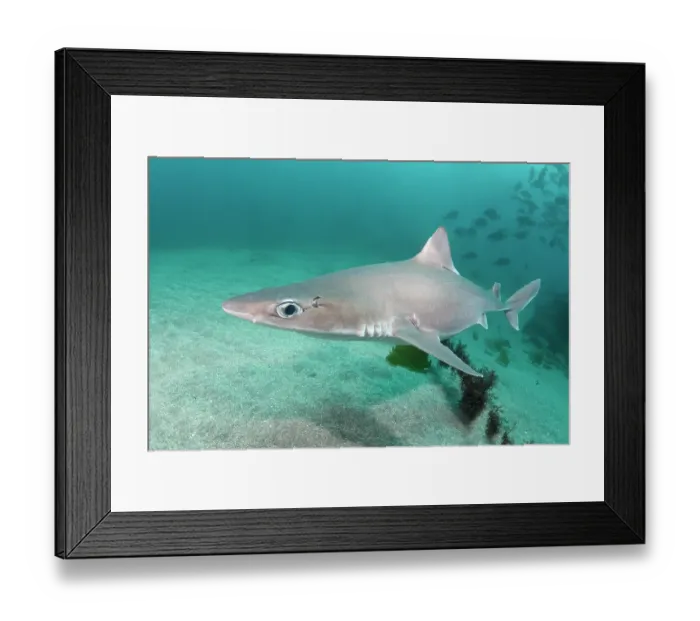 Framed Print : Japanese spurdog (Squalus japonicus) swimming over seabed, Chiba prefecture, Honshu, Japan, Pacific Ocean. Endangered Framed Print : Japanese spurdog (Squalus japonicus) swimming over seabed, Chiba prefecture, Honshu, Japan, Pacific Ocean. Endangered
