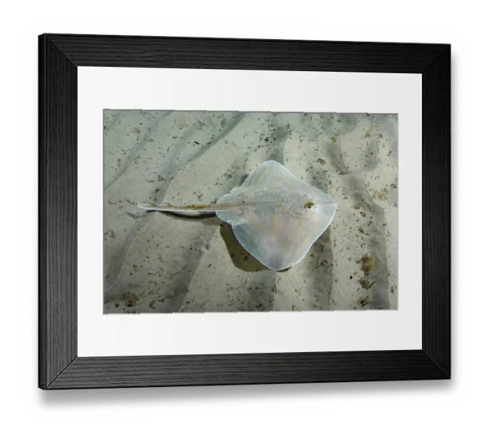 Framed Print : Smalleyed skate (Raja microocellata) juvenile, swimming over sandy seabed, Weymouth Bay, Dorset, England, UK, Atlantic Ocean Framed Print : Smalleyed skate (Raja microocellata) juvenile, swimming over sandy seabed, Weymouth Bay, Dorset, England, UK, Atlantic Ocean