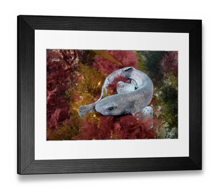 Framed Print : Smallspotted catshark (Scyliorhinus canicula) resting on seabed, Llyn Peninsula, Wales, UK, North Atlantic Ocean Framed Print : Smallspotted catshark (Scyliorhinus canicula) resting on seabed, Llyn Peninsula, Wales, UK, North Atlantic Ocean