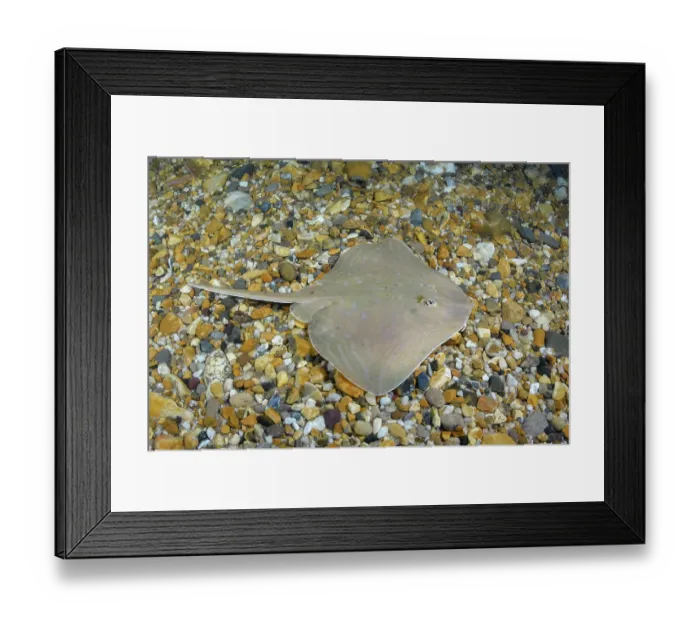 Framed Print : Smalleyed skate (Raja microocellata) juvenile, swimming over seabed, Weymouth Bay, Dorset, England, UK, Atlantic Ocean Framed Print : Smalleyed skate (Raja microocellata) juvenile, swimming over seabed, Weymouth Bay, Dorset, England, UK, Atlantic Ocean