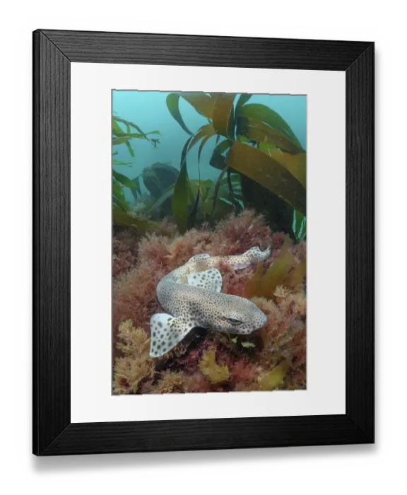 Framed Print : Smallspotted catshark (Scyliorhinus canicula) resting on seabed, Llyn Peninsula, Wales, UK, North Atlantic Ocean Framed Print : Smallspotted catshark (Scyliorhinus canicula) resting on seabed, Llyn Peninsula, Wales, UK, North Atlantic Ocean