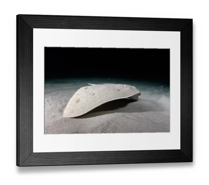 Framed Print : Spiny butterfly ray (Gymnura altavela) moving over sandy seabed, Playa La Granadella, Spain, Mediterranean Sea. Endangered Framed Print : Spiny butterfly ray (Gymnura altavela) moving over sandy seabed, Playa La Granadella, Spain, Mediterranean Sea. Endangered