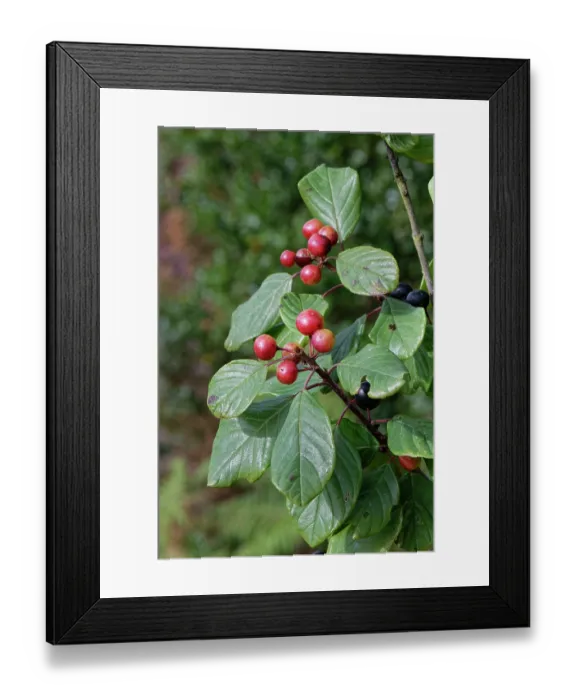 Framed Print : Alder buckthorn (Frangula alnus) ripening berry cluster on a small tree on damp heathland, Devon, England, UK. September