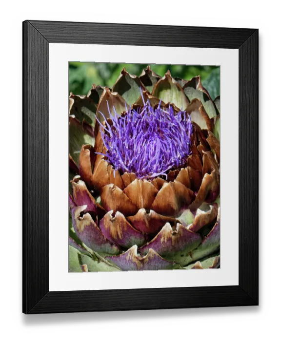 Framed Print : Globe artichoke (Cynara cardunculus) flowering in a kitchen garden, Somerset, England, UK. July Framed Print : Globe artichoke (Cynara cardunculus) flowering in a kitchen garden, Somerset, England, UK. July
