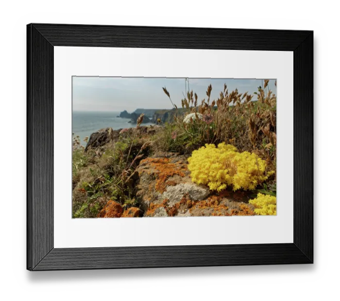 Framed Print : Biting stonecrop (Sedum acre) clumps flowering on rocks on a clifftop, The Lizard, Cornwall, England, UK. June Framed Print : Biting stonecrop (Sedum acre) clumps flowering on rocks on a clifftop, The Lizard, Cornwall, England, UK. June