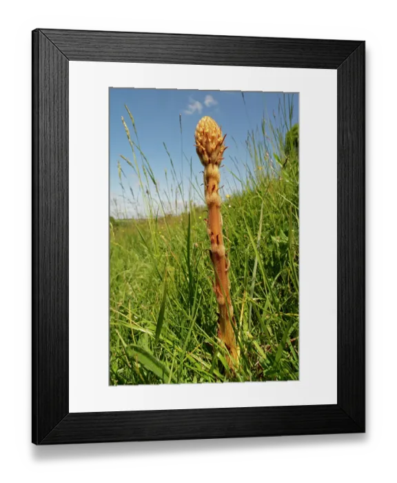 Framed Print : Common broomrape (Orobanche minor) young flowering spike on a chalk grassland slope, Coombe Bisset Down, Cranborne Chase AONB, Wiltshire, England, UK. June Framed Print : Common broomrape (Orobanche minor) young flowering spike on a chalk grassland slope, Coombe Bisset Down, Cranborne Chase AONB, Wiltshire, England, UK. June