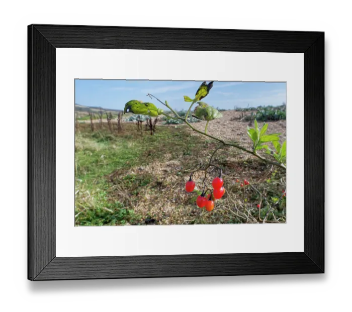 Framed Print : Woody nightshade / Bittersweet (Solanum dulcamara) with ripe berries growing on the landward side of Chesil beach by a small lagoon, Dorset, England, UK. October Framed Print : Woody nightshade / Bittersweet (Solanum dulcamara) with ripe berries growing on the landward side of Chesil beach by a small lagoon, Dorset, England, UK. October