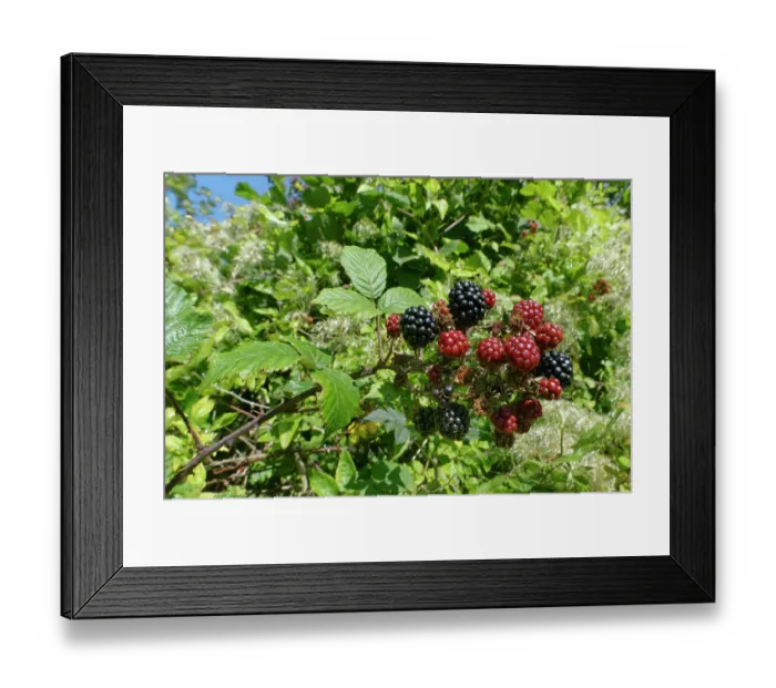 Framed Print : Blackberries (Rubus fruticosus) ripening in a hedgerow alongside Old man's beard (Clematis vitalba) seed heads, Wiltshire, England, UK. September Framed Print : Blackberries (Rubus fruticosus) ripening in a hedgerow alongside Old man's beard (Clematis vitalba) seed heads, Wiltshire, England, UK. September