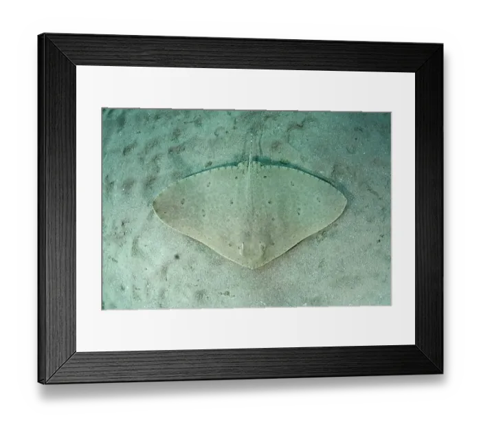 Framed Print : Spiny butterfly ray (Gymnura altavela) camouflaged on sandy seabed, Playa La Granadella, Spain, Mediterranean Sea. Endangered Framed Print : Spiny butterfly ray (Gymnura altavela) camouflaged on sandy seabed, Playa La Granadella, Spain, Mediterranean Sea. Endangered