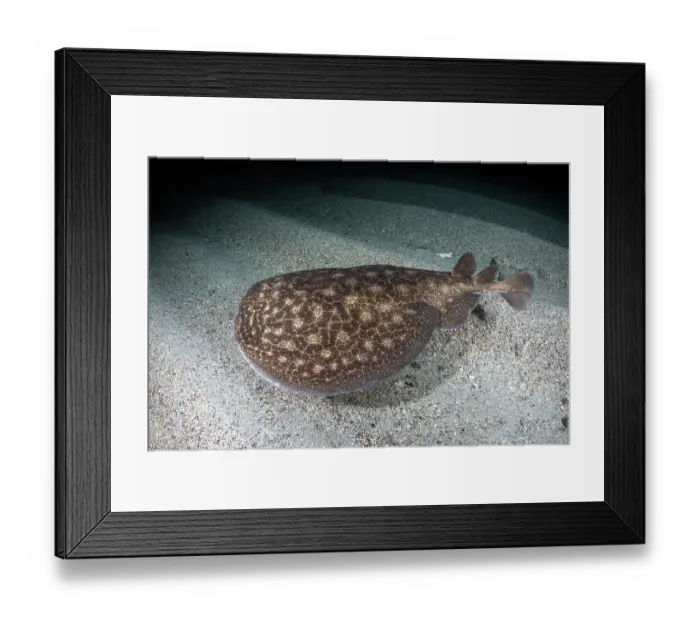 Framed Print : Rosette torpedo ray (Torpedo bauchotae) swimming over sandy seabed, N'gor Bay, Dakar, Senegal, eastern Atlantic Ocean. Endangered Framed Print : Rosette torpedo ray (Torpedo bauchotae) swimming over sandy seabed, N'gor Bay, Dakar, Senegal, eastern Atlantic Ocean. Endangered