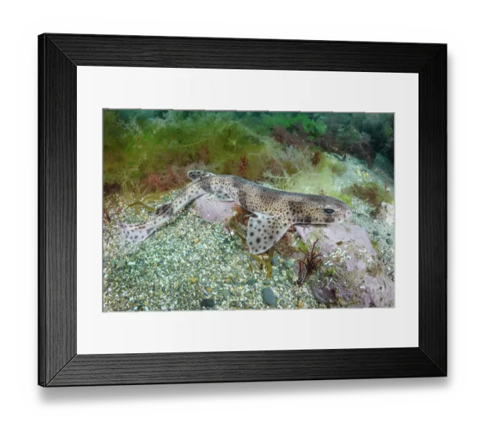 Framed Print : Smallspotted catshark (Scyliorhinus canicula) resting on seabed, Llyn Peninsula, Wales, UK, North Atlantic Ocean Framed Print : Smallspotted catshark (Scyliorhinus canicula) resting on seabed, Llyn Peninsula, Wales, UK, North Atlantic Ocean