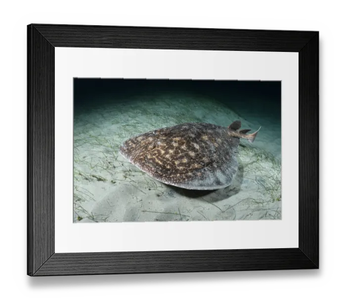 Framed Print : Rosette torpedo ray (Torpedo bauchotae) swimming over sandy seabed, N'gor Bay, Dakar, Senegal, eastern Atlantic Ocean. Endangered