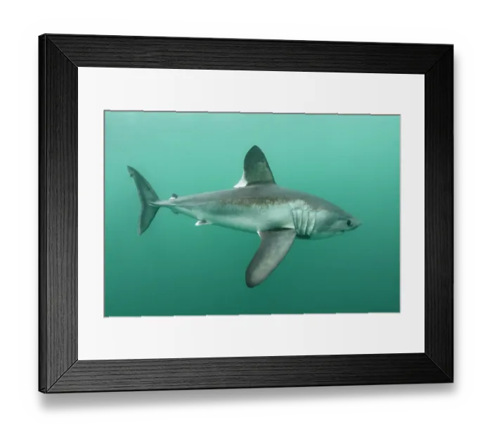 Framed Print : Porbeagle shark (Lamna nasus) portrait, Brittany, France, Northeast Atlantic Ocean Framed Print : Porbeagle shark (Lamna nasus) portrait, Brittany, France, Northeast Atlantic Ocean