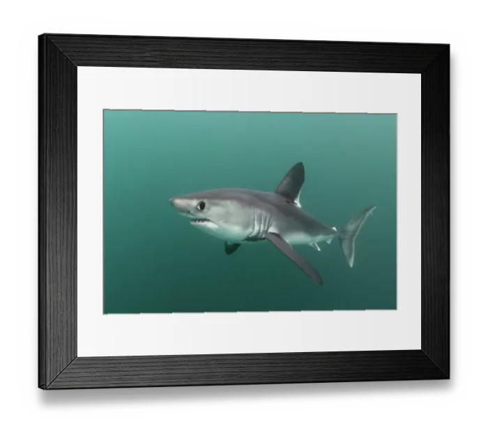 Framed Print : Porbeagle shark (Lamna nasus) portrait, Brittany, France, Northeast Atlantic Ocean Framed Print : Porbeagle shark (Lamna nasus) portrait, Brittany, France, Northeast Atlantic Ocean