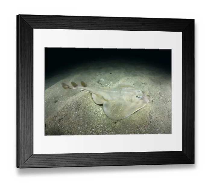 Framed Print : Shortnose guitarfish (Zapteryx brevirostris) female, resting on sandy seabed, Buzios, Brazil, southestern Atlantic Ocean. Endangered